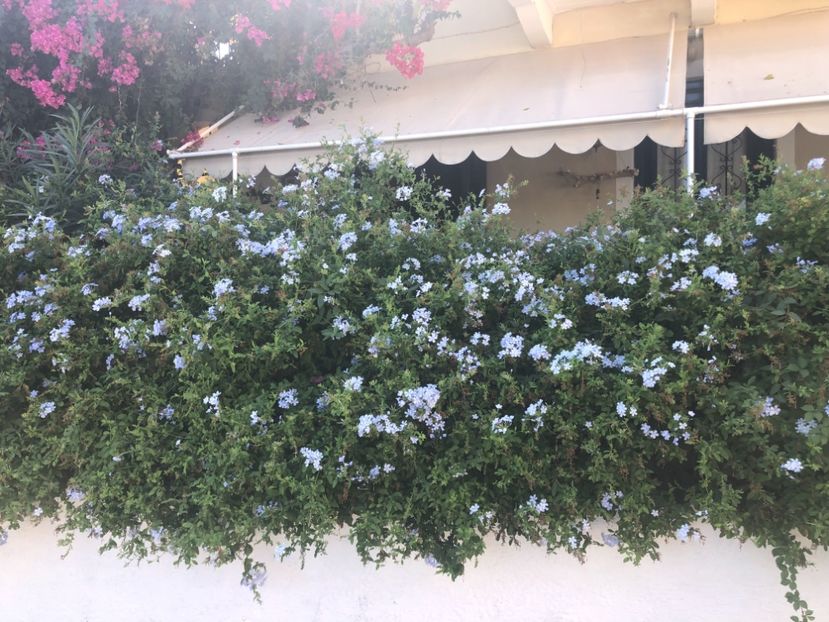 A396B929-CE41-468C-892E-09A4D464A4C4 - Lefkada 2019- flori