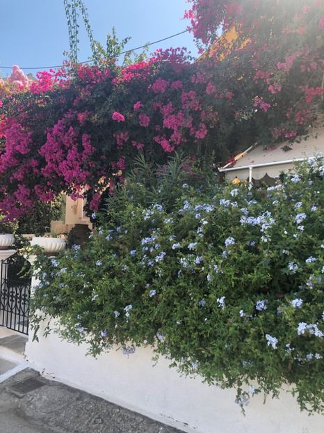 EC52E2D2-1A02-4FE2-BB19-30164235C918 - Lefkada 2019- flori
