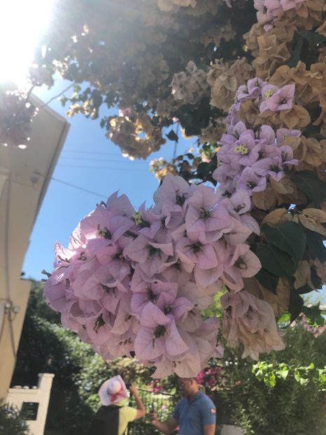 84CF522A-2575-42F5-94C5-77F36F341BD4 - Lefkada 2019- flori
