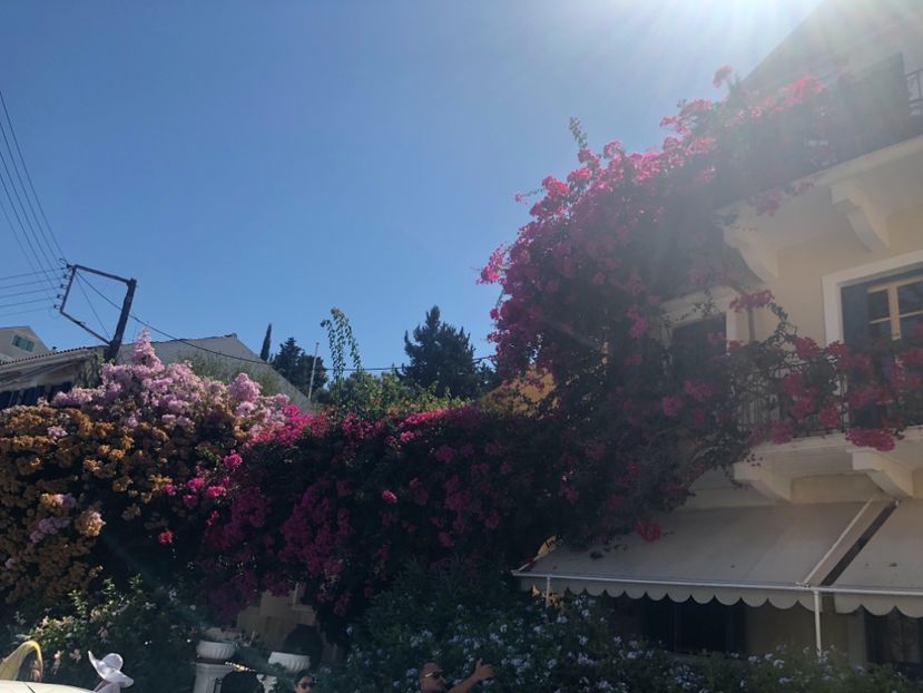 340392EA-9F01-4C3E-A197-7798C9C50766 - Lefkada 2019- flori