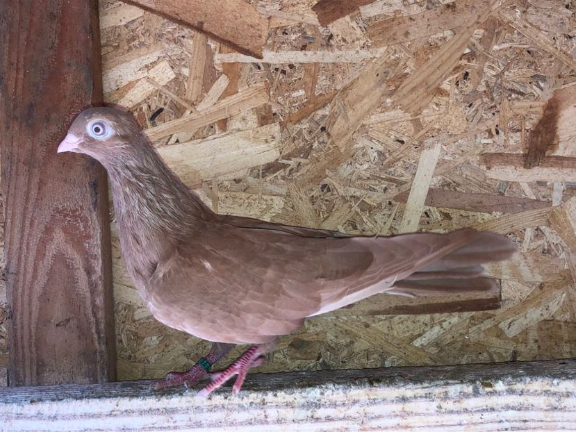 6880  mascul  2019 - Plecați ALBUM 2