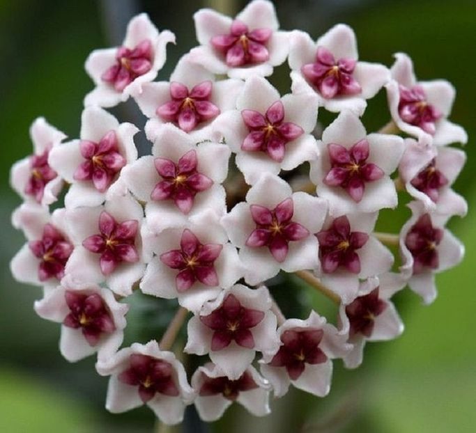 Hoya obovata - Hoya obovata