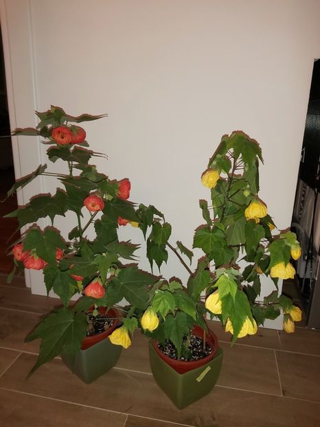  - Abutilon