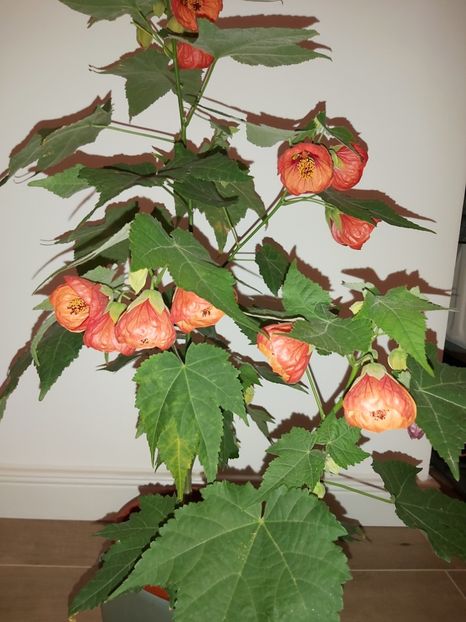  - Abutilon