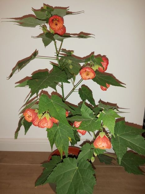  - Abutilon