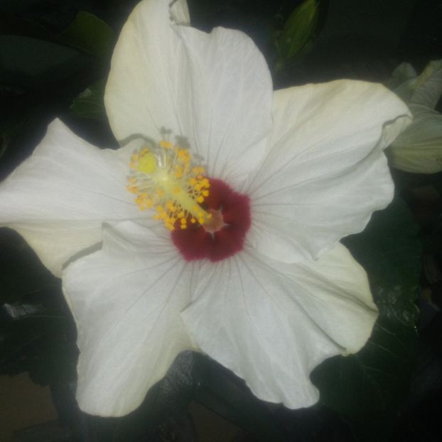  - hibiscus alb