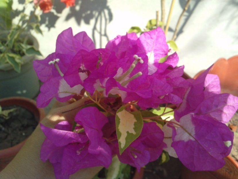 48753790_ZPRMHPDFE - Vichye