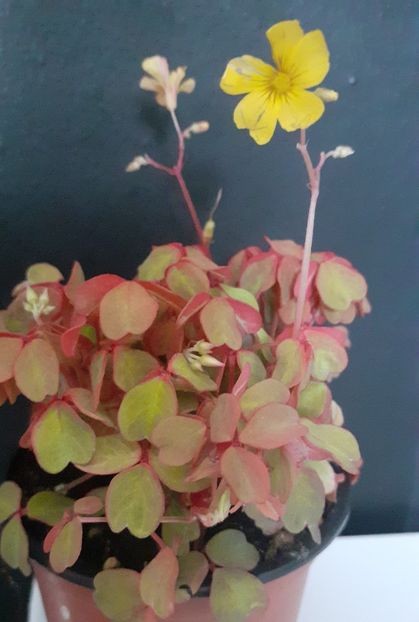  - Oxalis