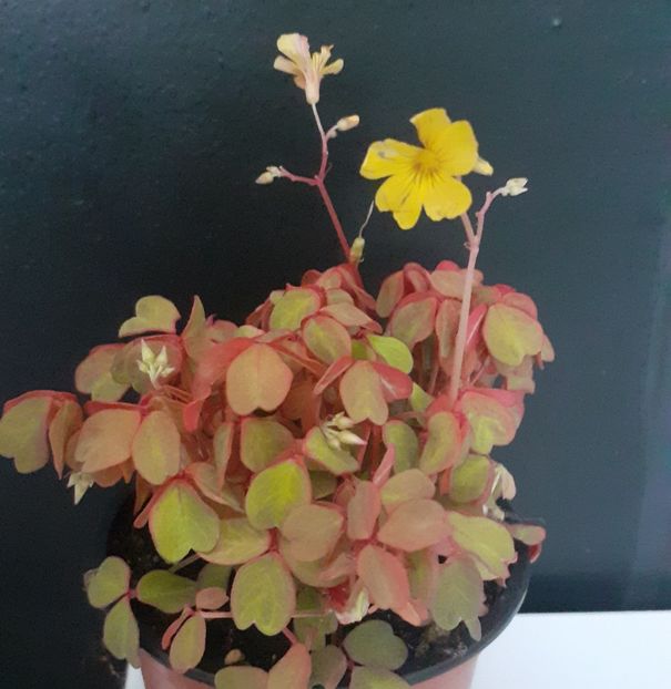  - Oxalis