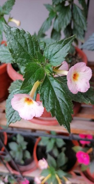  - Rozi Roza 1 nataliadinca