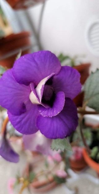  - Vie en Blue-erika 76