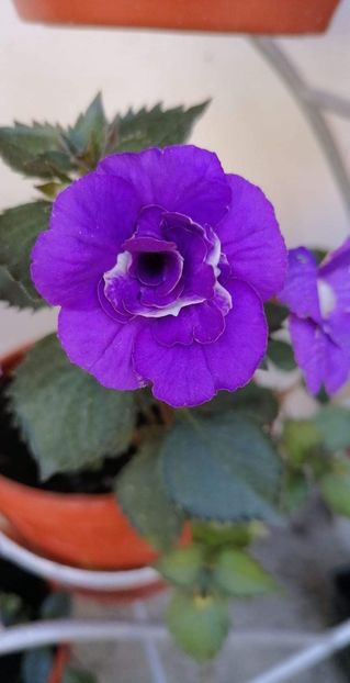  - Vie en Blue-erika 76