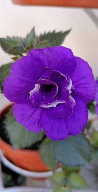  - Vie en Blue-erika 76