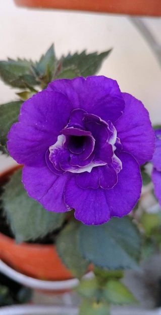  - Vie en Blue-erika 76