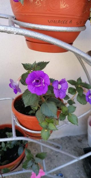  - Vie en Blue-erika 76