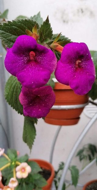  - Jennifer Good-deea01