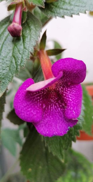  - Jennifer Good-deea01