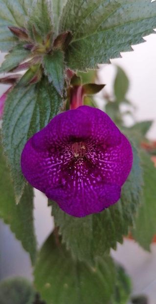  - Jennifer Good-deea01