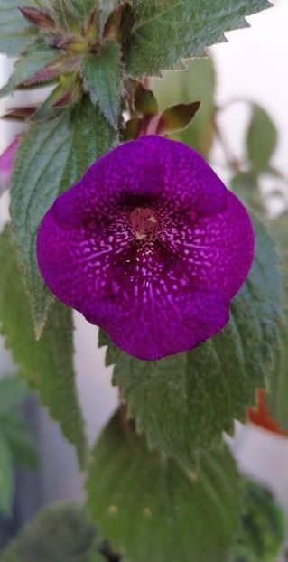  - Jennifer Good-deea01