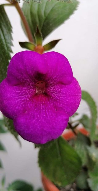  - Jennifer Goode -erika 76