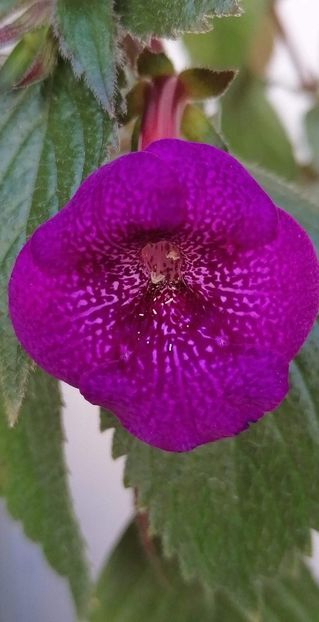  - Jennifer Goode -erika 76