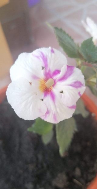  - Tatjana savehuk -erika 76