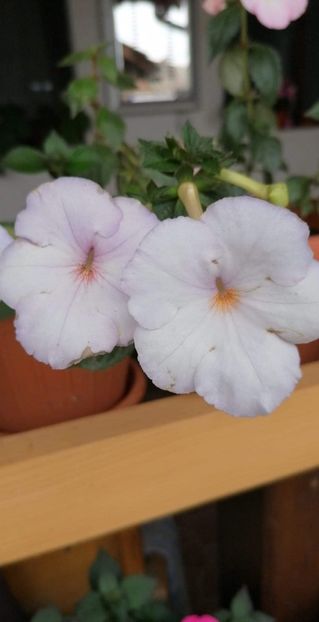  - Blueberry Ripple- erika 76