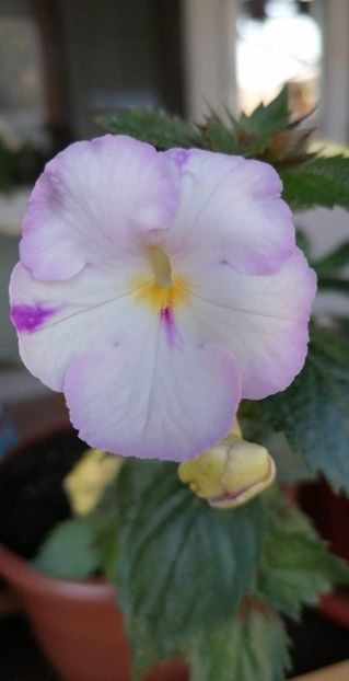  - Blueberry Ripple- erika 76