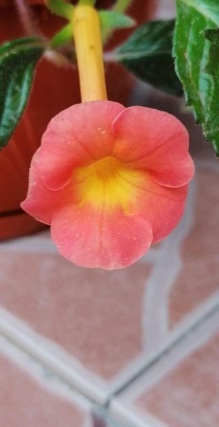  - X2 Achimenantha Rfs tequila sunrise -erika 76