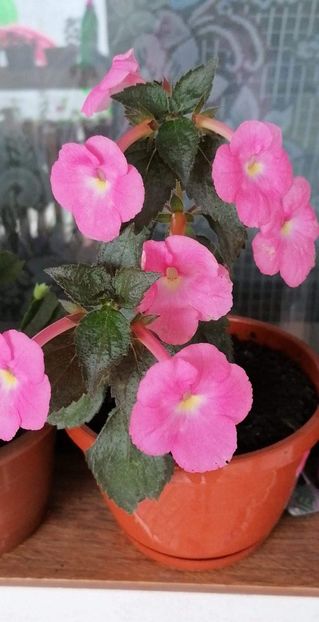  - Pink Pearl 2 -sylvia