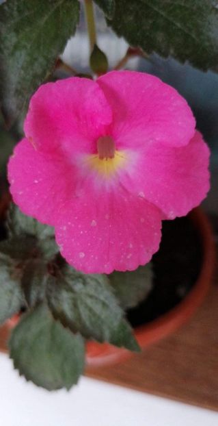  - Pink Pearl 2 -sylvia