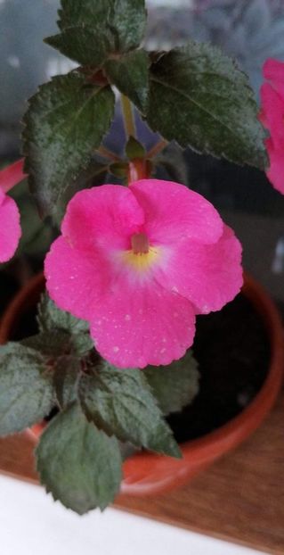  - Pink Pearl 2 -sylvia