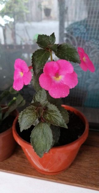  - Pink Pearl 2 -sylvia