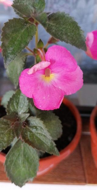  - Pink Pearl 2 -sylvia