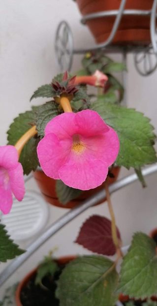  - Simbirochka-erika 76