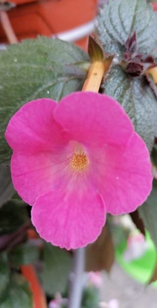  - Simbirochka-erika 76