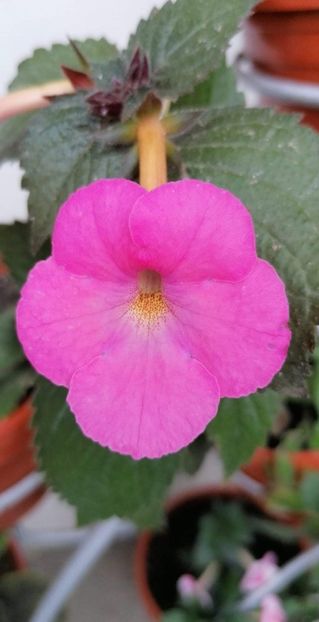  - Simbirochka-erika 76