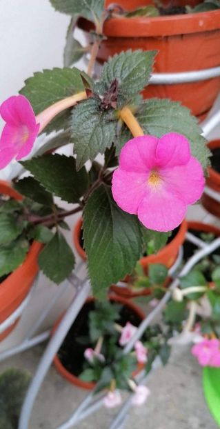  - Simbirochka-erika 76