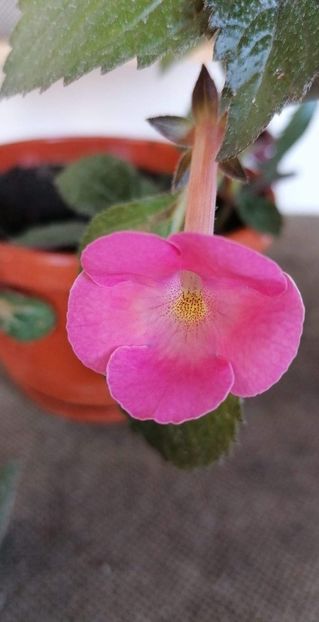  - Simbirochka-erika 76