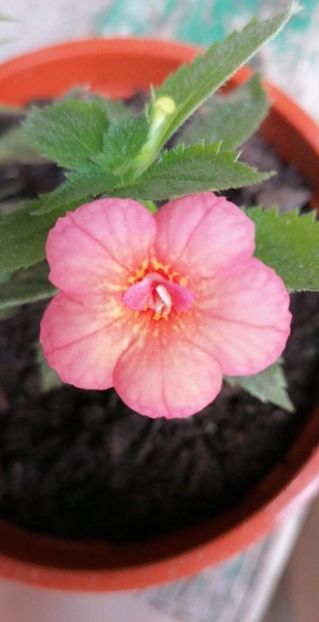  - Peach Orchard-mirra