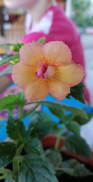  - Peach Orchard-mirra