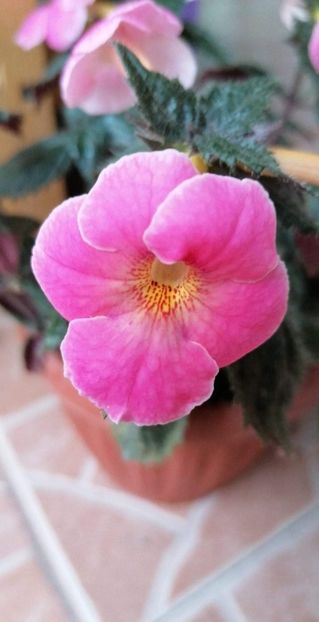  - Konrad Michelssen-gabi gligor