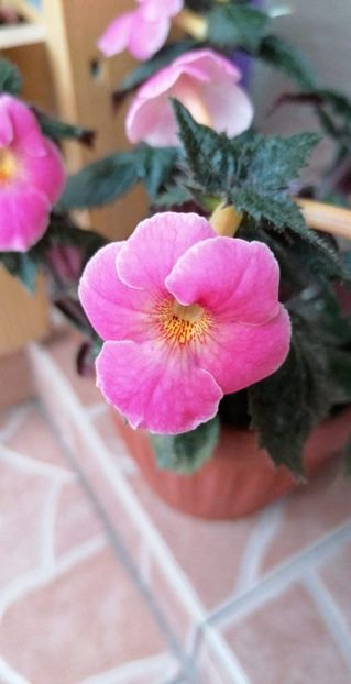  - Konrad Michelssen-gabi gligor