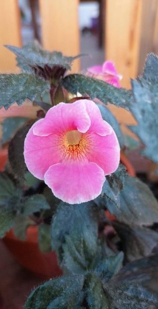  - Konrad Michelssen-gabi gligor