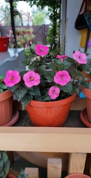  - Wild Girl-erika 76