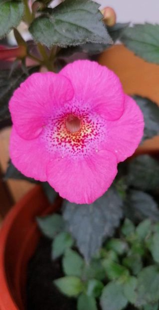  - Wild Girl-erika 76