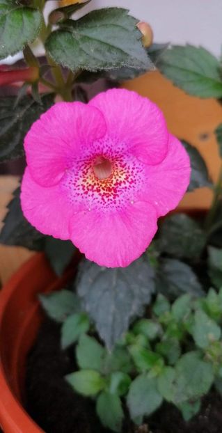  - Wild Girl-erika 76