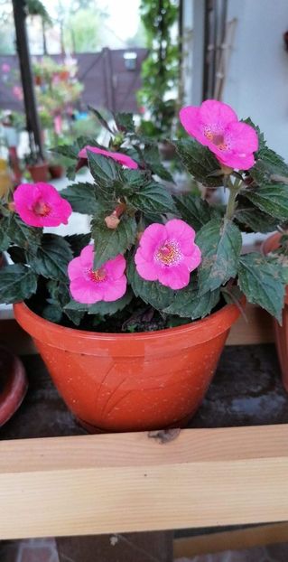  - Wild Girl-erika 76