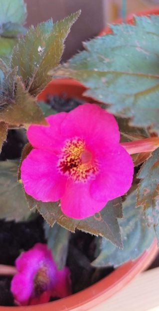  - Wild Girl-erika 76