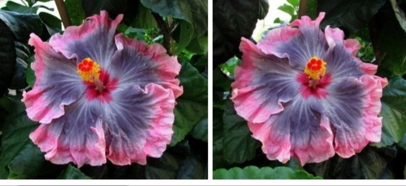  - Y Moorea Boondah burst